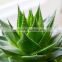 Aloe Vera Extract 10X- Food grade