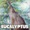INDIA'S NO. 1 EUCALYPTUS ESSENTIAL OIL FROM KATYANI EXPORTS