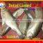 FROZEN DOTTED GIZZARD SHAD FISH W/R