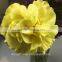 perennial flowering plant yellow fresh cut carnations to the elders from kunming