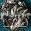 Frozen Chinese Big eyes horse mackerel with size 40 - 60 g