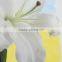 Wide varieties hotsell fresh lilies flower
