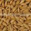 new stock Barley for Animal Feed ready for export