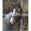 High Quality Wooded Home Decoration Animal Handmade Horse painting Art Wall Oil Painting on board BM003