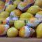 fresh adalia lemon