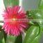 Andrographis Paniculata Extract Andrographolide from GMP Manufacturer