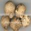 Supply high quality Alisma orientale(Ze xie)