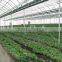 plastic film for greenhouse