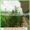 Commercial Plastic Vegetable Greenhouse for Sale With Seedbed
