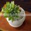Indoor Mini Glazed White Pottery Planter for Succulent