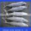frozen spanish mackerel