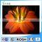 Sunway Lighting Inflatable Wedding Flower Decoration/Hanging Inflatable Led flower/Lighted Inflatable Flower Decoration for Wedd