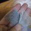 UV protection nanofiber screen