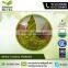 Health Beneficial Wheat Grass Powder for Bulk Buy