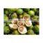 100% natural dried betel nut good for heath/Competitive Price from Vietnam Organic Raw Betel Nut