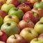 Fresh Royal Gala Red sweet apple fresh fruits