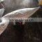 longline frozen skipjack tuna 5kg up ( katsuwonus pelamis)