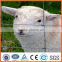 2016 Top selling Galvanized Steel Fixed Knot Sheep Field Fencing(Factory Price ISO9001-2008)