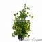 hot selling best design artificial potted bonsai artificial greenly bonsai plastic plant for table centerpieces