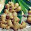 Curent crop of ginger in Vietnam