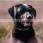 Gps Tracker Type and PET tracker Use Mini Portable pet tracker