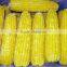Chinese IQF Frozen Sweet Corn for sale