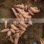Cheap price sweet potato in high quality