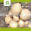 yellow fresh potato price per ton
