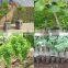 grape tree seedling