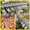 Automatic apple lemon pear olive sorting machine