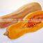 Pumpkin Seed Oil Rich in Many Nutritents VA,VE,Zinc