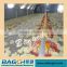 Complete Poultry Automatic Feeding System
