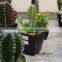 mini succulent plants potted plants for decoration