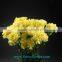 Fresh cut Yellow Fancy beautiful Carnation flowers glaring global distribution value from China