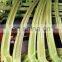Twine Needles Use for BalerNew Holland 5060  for Agriculture Machinery Combine Harvester