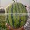 HY high round and middle maturity watermelon seed for sale