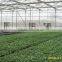 Venlo Garden Greenhouse for mushroom