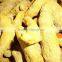 Buy Good Quality Of Mini Salem Yellow Turmeric Fingers