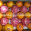 Egyptian Navel Orange With Best Quality