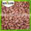 bulk peanut kernel