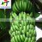 Direct factory price the good quality Ethylene Ripener for banana(12)