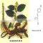 GMP Natural High Quality Tran-Resveratrol/Giant Knotweed Extract Powder