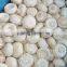 Good quality frozen IQF mixed mushroom