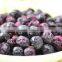 Freeze Dried Blueberry Slice