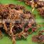 Vegetarian frozen foods Super Dose Royal Jelly Pollen Raw Honey Mixture