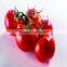 2016 china factory best price red vegetable seeds tomato seeds for sale