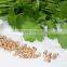CORIANDER SEED OIL