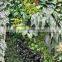 SJ0409010 Good lookling plastic greenery wall artificial plant wall making