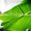 Y8463-7-1LS ( 2014 hot sale Factory direct Extra large banana trees for hotel decoration )
