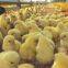 Prefabricated Steel Structure Broiler House for Poultry Shed  Cage Layer Chicken House china  Broiler Chicken House